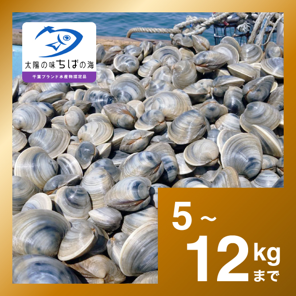 【千葉ブランド水産物】天然ホンビノス貝 <5kg〜12kg>