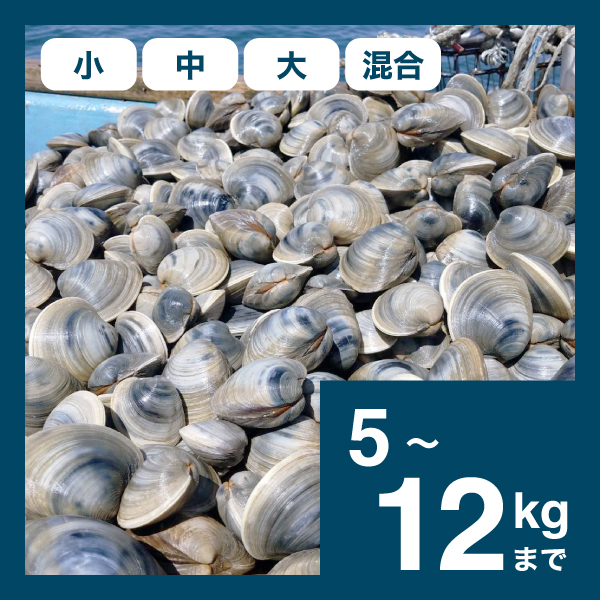 【大漁！】江戸前！天然ホンビノス貝 <5kg〜12kg>
