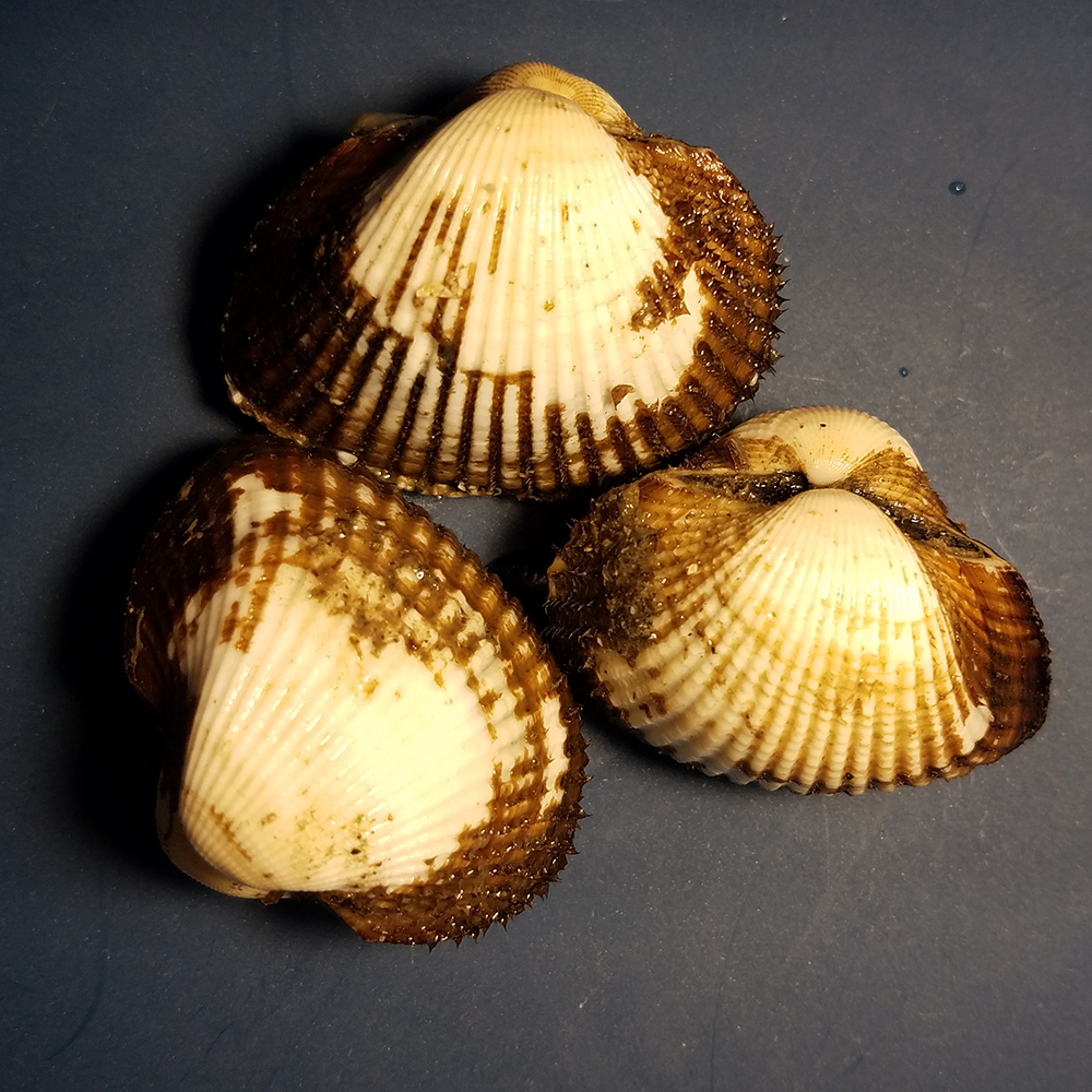船橋 三番瀬で取れる 貝の種類 歌恵丸