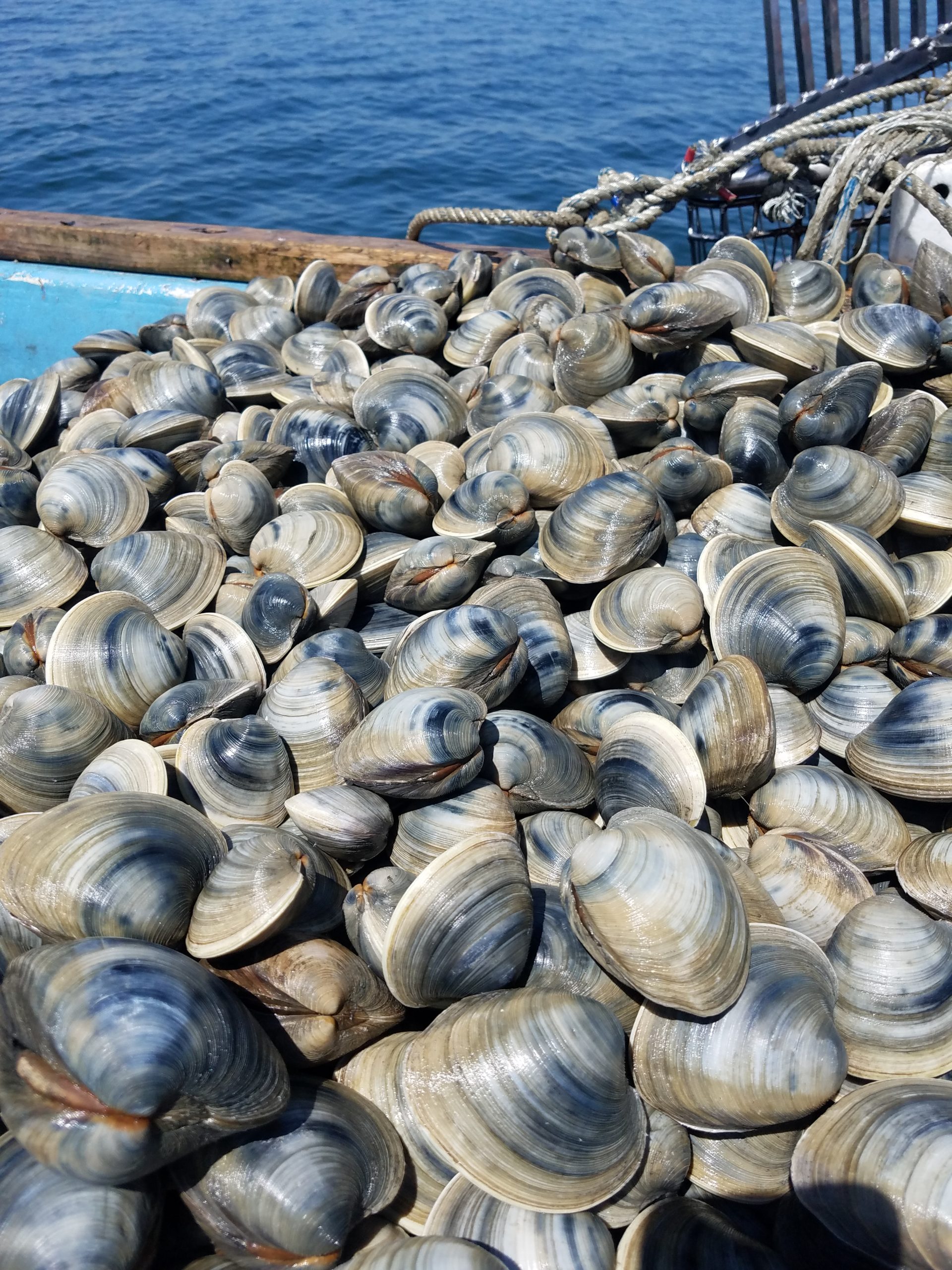 船橋 三番瀬で取れる 貝の種類 歌恵丸